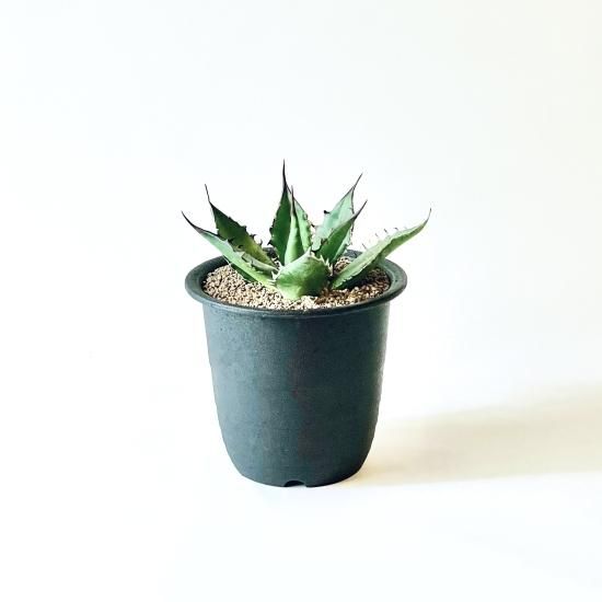 Agave horridaアガベ ホリダ 3号置き鉢 - GREENLife JOURNAL Agave horridaアガベ ホリダ 3号置き鉢 - GREENLife JOURNAL