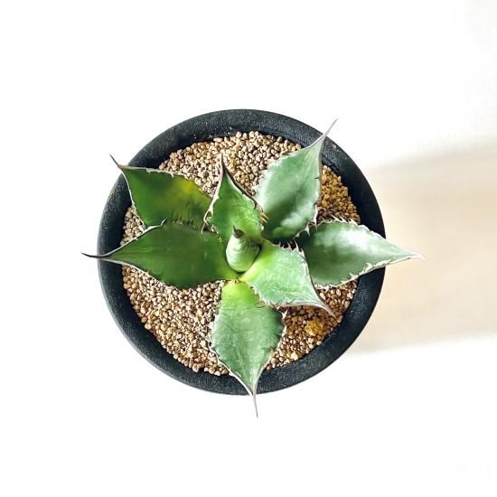 Agave horridaアガベ ホリダ 3号置き鉢 - GREENLife JOURNAL Agave horridaアガベ ホリダ 3号置き鉢 - GREENLife JOURNAL