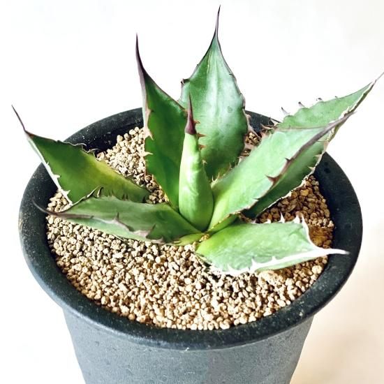 Agave horridaアガベ ホリダ 3号置き鉢 - GREENLife JOURNAL Agave horridaアガベ ホリダ 3号置き鉢 - GREENLife JOURNAL