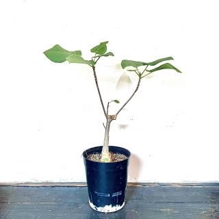 Ficus palmeri<br>ե ѥ꡼<br>5.5