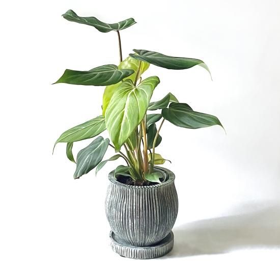 Philodendron Gloriosumフィロデンドロン グロリオーサム 2.5号