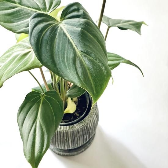 Philodendron Gloriosumフィロデンドロン グロリオーサム 2.5号