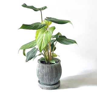 Philodendron Gloriosum<br>եǥɥ ꥪ 2.5 ֤ȭ