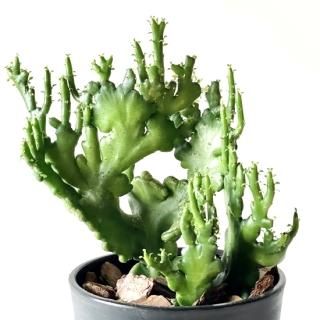 Euphorbia oncoclada<br>桼եӥ 󥳥顼 ֲ 4 ֤ȭ