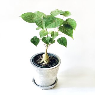 Ficus petiolaris<br>フィカス ペティオラリス 4号<br>置き鉢