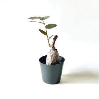 Phyllanthus mirabilis<br>フィラサンス ミラビリス 3号 置き鉢