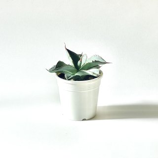 Euphorbia ambovombensis<br>アガベ チタノタ ホワイトアイス3号 置き鉢
