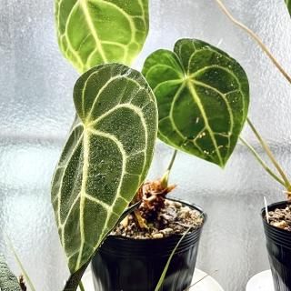 Anthurium Crystallinum<br>󥹥ꥦ ͥӥ<br>4