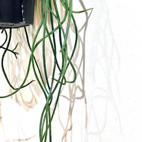 Rhipsalis puniceodiscusリプサリス プニセオディスクス 4号