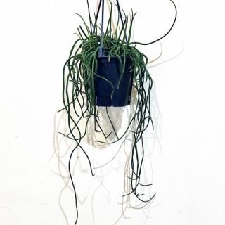 Rhipsalis puniceodiscus<br>ץꥹ ץ˥ǥ 4 ϥ󥮥