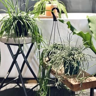 Rhipsalis pilocarpa<br>ץꥹ ԥ 4.5 ϥ󥮥
