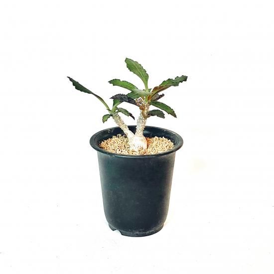 The Euphorbia Journal - Wonderground