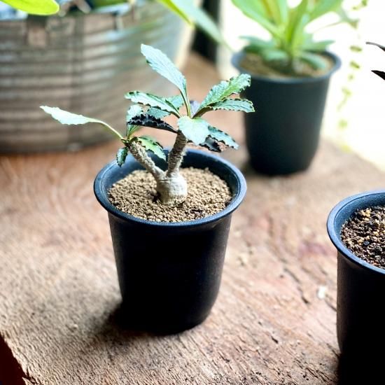 The Euphorbia Journal - Wonderground