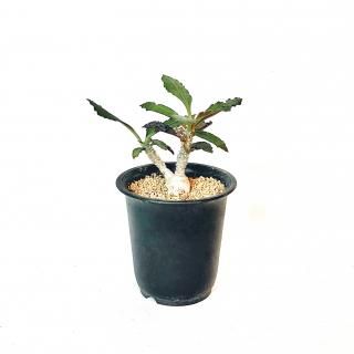 Euphorbia ambovombensis<br>桼եӥ ܥܥ٥󥷥 2.5