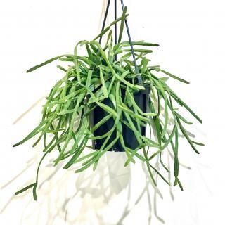 Rhipsalis micrantha<br>ץꥹ ߥ 4 ϥ󥮥