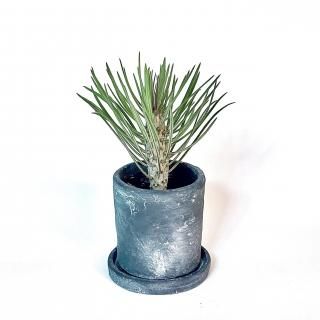 Euphorbia knuthii<br>쥤˥ 󥭡ĥ꡼ 3