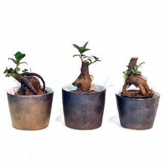 Ficus microcarpa<br>ޥ<br> 2.5