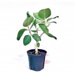 Ficus benghalensis<br>ե ٥󥬥󥷥 ɥ꡼ 5