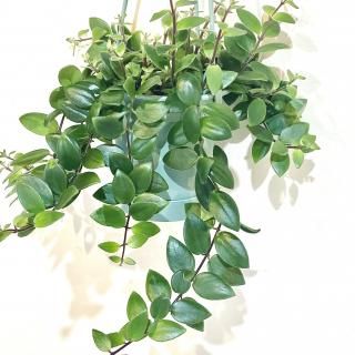 Aeschynanthus<br>ʥ󥵥 åɥ 3.5 ߤȭ