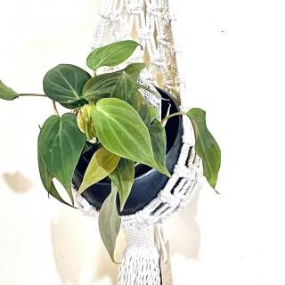 GREEN<br>SETۥӥɥ饹 3 ϥ󥮥