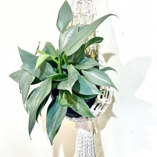 GREEN<br>SETۥС᥿ 3 ϥ󥮥
