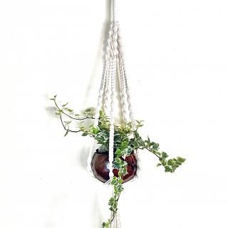 Hedera Helix<br>SETۤإǥ ۥ磻ȥ S ϥ󥮥