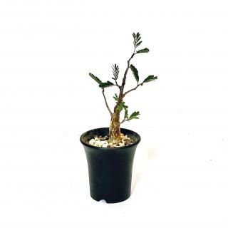 Senna Meridionalis<br> ǥʥꥹ<br>2.5