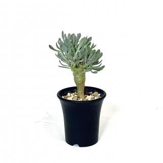 Othonna Euphorbioides ȥ 桼եӥǥ 2.5
