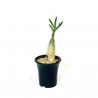 Pachypodium Bispinosum ѥݥǥ ӥԥΡ 2.5
