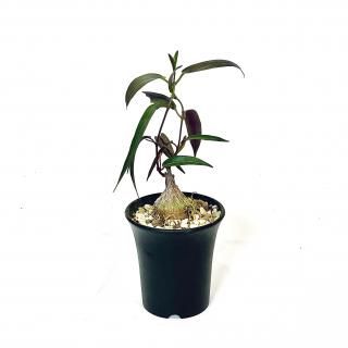 Petopentia Natalensis<br>ڥȥڥ ʥ󥷥<br>3