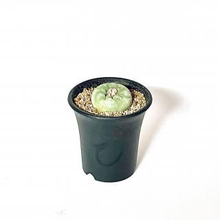 Lophophora fricii<br>եե ե 䴧<br>2.5