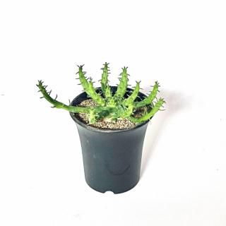 Euphorbia woodii 桼եӥ ǥ 繦 3