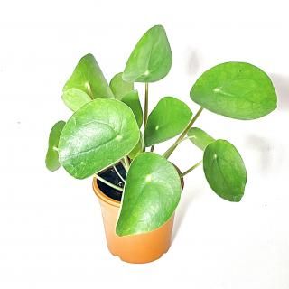 Pilea peperomioides ԥ쥢 ڥڥߥǥ<br>2.5