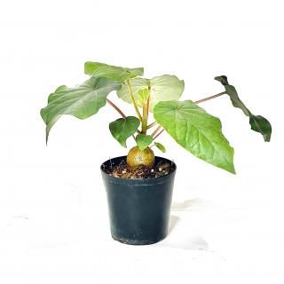 <img class='new_mark_img1' src='https://img.shop-pro.jp/img/new/icons14.gif' style='border:none;display:inline;margin:0px;padding:0px;width:auto;' />Ficus petiolaris<br>ե  ڥƥꥹ<br>2.5