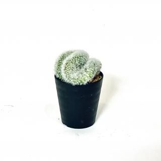 Mammillaria carmenae<br>ޥߥꥢ ʥ ֲ<br>2.5