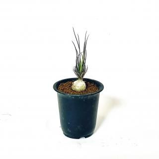 <img class='new_mark_img1' src='https://img.shop-pro.jp/img/new/icons14.gif' style='border:none;display:inline;margin:0px;padding:0px;width:auto;' />Ornithogalum sardienii<br>˥ ǥˡ 2.5