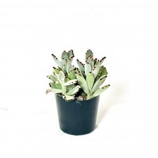 Kalanchoe tomentosa<br> 󥳥 Ƽ<br>2.5