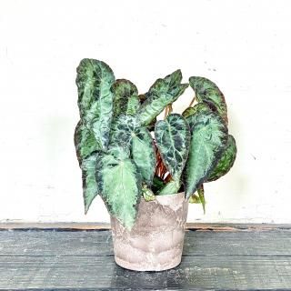 <img class='new_mark_img1' src='https://img.shop-pro.jp/img/new/icons14.gif' style='border:none;display:inline;margin:0px;padding:0px;width:auto;' />Beognia burkillii<br>٥˥ ()<br>4