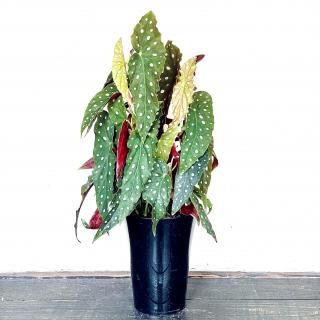 <img class='new_mark_img1' src='https://img.shop-pro.jp/img/new/icons14.gif' style='border:none;display:inline;margin:0px;padding:0px;width:auto;' />Ficus petiolaris<br>٥˥<br>5