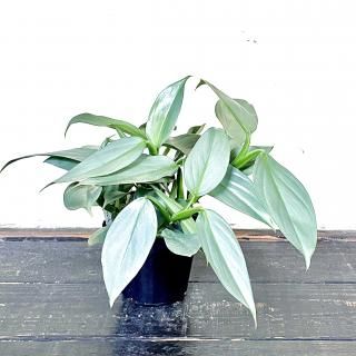 <img class='new_mark_img1' src='https://img.shop-pro.jp/img/new/icons14.gif' style='border:none;display:inline;margin:0px;padding:0px;width:auto;' />Philodendron 'Silver Metal' եǥɥ С᥿ 3.5