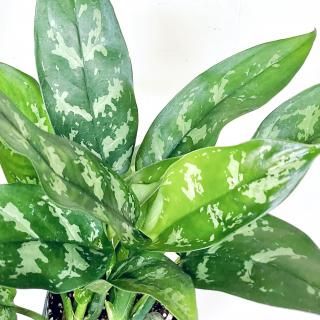 <img class='new_mark_img1' src='https://img.shop-pro.jp/img/new/icons14.gif' style='border:none;display:inline;margin:0px;padding:0px;width:auto;' />Ficus petiolaris<br>饪ͥ ޥꥢ<br>3