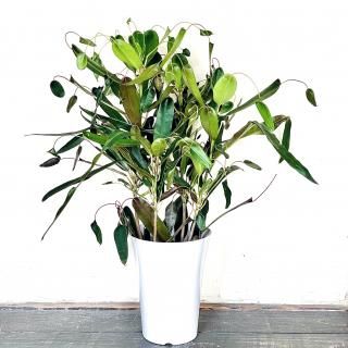 <img class='new_mark_img1' src='https://img.shop-pro.jp/img/new/icons14.gif' style='border:none;display:inline;margin:0px;padding:0px;width:auto;' />Codiaeum variegatum<br>ȥ <br>6