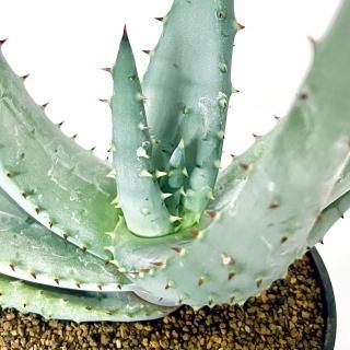 <img class='new_mark_img1' src='https://img.shop-pro.jp/img/new/icons14.gif' style='border:none;display:inline;margin:0px;padding:0px;width:auto;' />Aloe reitzii<br> 饤ĥ<br>4