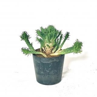 <img class='new_mark_img1' src='https://img.shop-pro.jp/img/new/icons14.gif' style='border:none;display:inline;margin:0px;padding:0px;width:auto;' />Euphorbia ramiglans 桼եӥ ߥ ϥ֥å 4