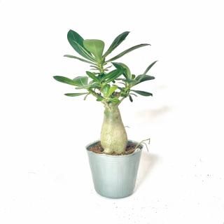 <img class='new_mark_img1' src='https://img.shop-pro.jp/img/new/icons14.gif' style='border:none;display:inline;margin:0px;padding:0px;width:auto;' />Adenium obesum<br>ǥ˥ <br> 3