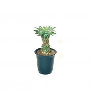 <img class='new_mark_img1' src='https://img.shop-pro.jp/img/new/icons14.gif' style='border:none;display:inline;margin:0px;padding:0px;width:auto;' />Euphorbia 'Kaimagyoku' 桼եӥ <br> 2.5
