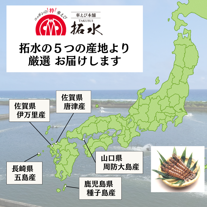 産地おまかせ 活き車海老
