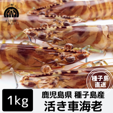 種子島産 活き車海老 1kg(30-40尾)