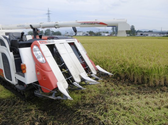 2023年産農薬不使用栽培コシヒカリ・玄米30ｋｇ又は精米約27ｋｇ - か