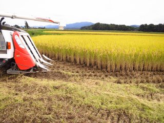 2021年産低農薬栽培はえぬき・玄米３０ｋｇ